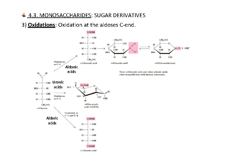 4. 3. MONOSACCHARIDES: SUGAR DERIVATIVES 3) Oxidations: Oxidation at the aldoses C-end. Aldonic acids