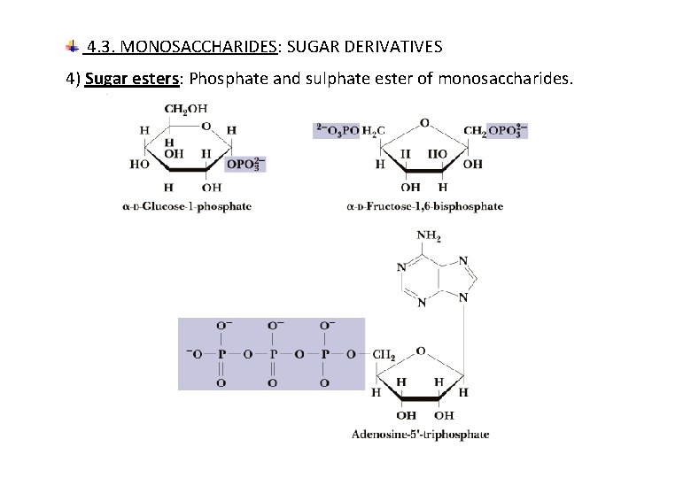 4. 3. MONOSACCHARIDES: SUGAR DERIVATIVES 4) Sugar esters: Phosphate and sulphate ester of monosaccharides.