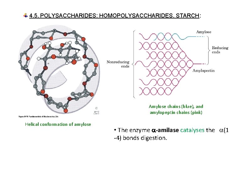 4. 5. POLYSACCHARIDES: HOMOPOLYSACCHARIDES. STARCH: Amylose chains (blue), and amylopeptin chains (pink) Helical conformation