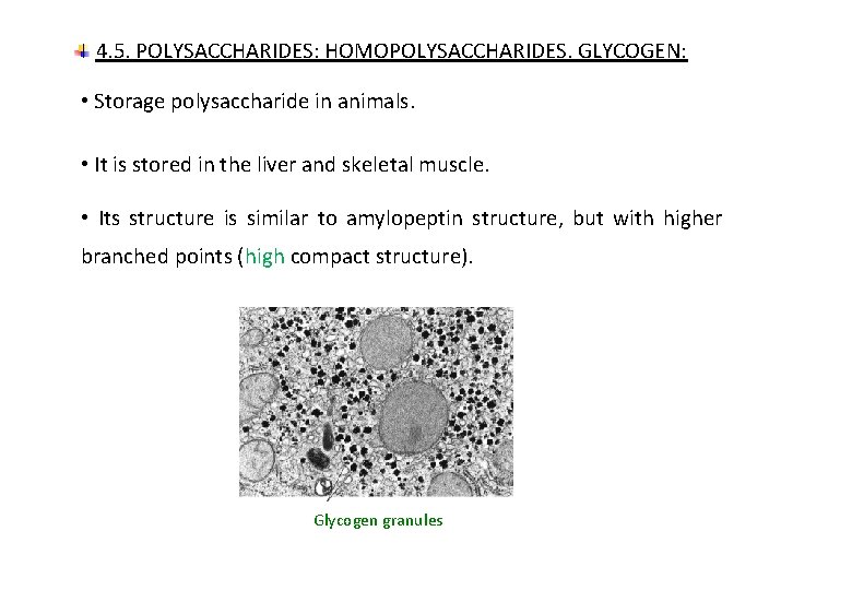 4. 5. POLYSACCHARIDES: HOMOPOLYSACCHARIDES. GLYCOGEN: • Storage polysaccharide in animals. • It is stored