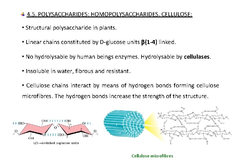 4. 5. POLYSACCHARIDES: HOMOPOLYSACCHARIDES. CELLULOSE: • Structural polysaccharide in plants. • Linear chains constituted