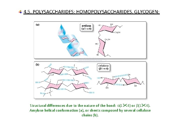4. 5. POLYSACCHARIDES: HOMOPOLYSACCHARIDES. GLYCOGEN: Structural differences due to the nature of the bond: