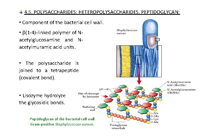 4. 5. POLYSACCHARIDES: HETEROPOLYSACCHARIDES. PEPTIDOGLYCAN: • Component of the bacterial cell wall. • (1