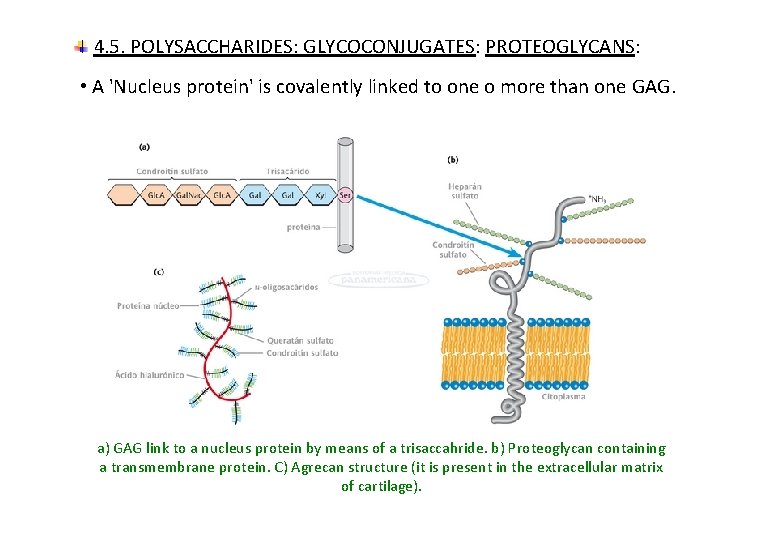 4. 5. POLYSACCHARIDES: GLYCOCONJUGATES: PROTEOGLYCANS: • A 'Nucleus protein' is covalently linked to one