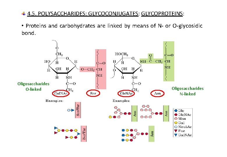 4. 5. POLYSACCHARIDES: GLYCOCONJUGATES: GLYCOPROTEINS: • Proteins and carbohydrates are linked by means of