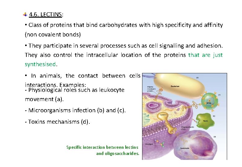 4. 6. LECTINS: • Class of proteins that bind carbohydrates with high specificity and