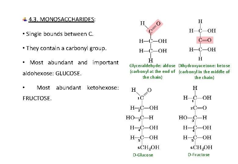 4. 3. MONOSACCHARIDES: • Single bounds between C. • They contain a carbonyl group.