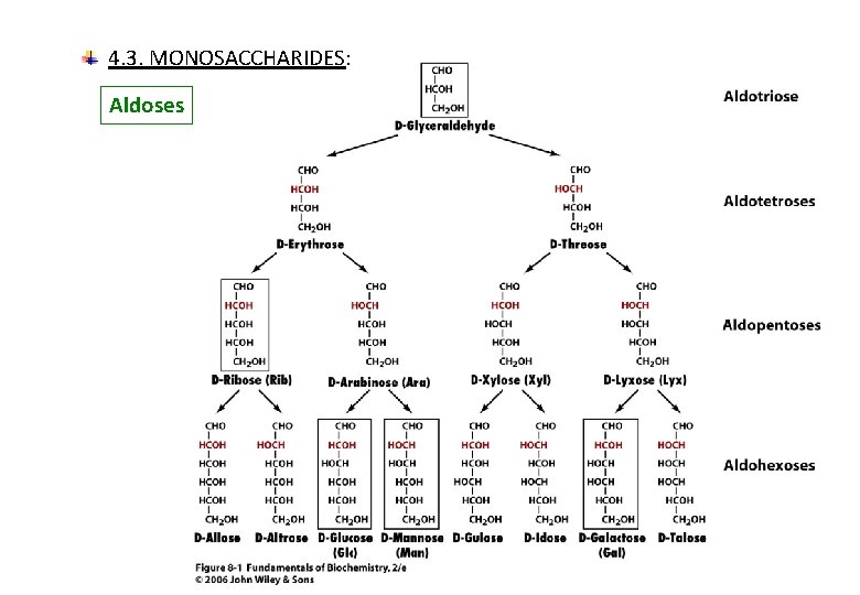 4. 3. MONOSACCHARIDES: Aldoses 