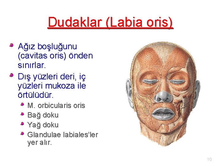 Dudaklar (Labia oris) Ağız boşluğunu (cavitas oris) önden sınırlar. Dış yüzleri deri, iç yüzleri