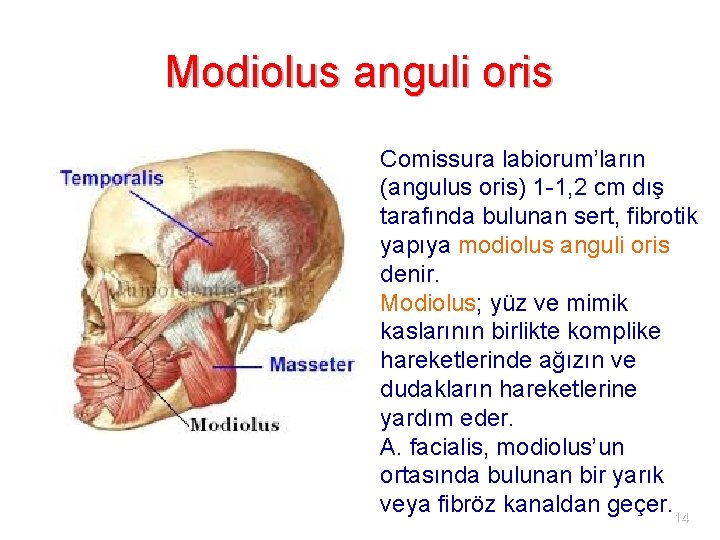 Modiolus anguli oris Comissura labiorum’ların (angulus oris) 1 -1, 2 cm dış tarafında bulunan