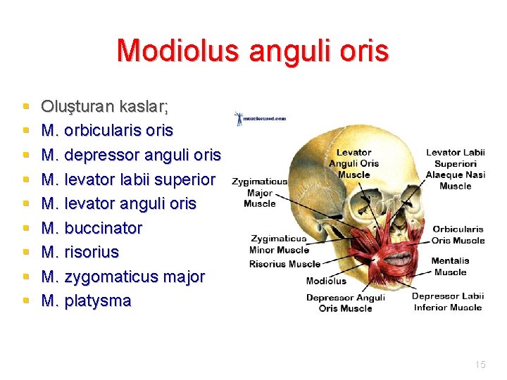 Modiolus anguli oris § § § § § Oluşturan kaslar; M. orbicularis oris M.