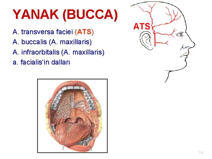 YANAK (BUCCA) A. transversa faciei (ATS) A. buccalis (A. maxillaris) A. infraorbitalis (A. maxillaris)
