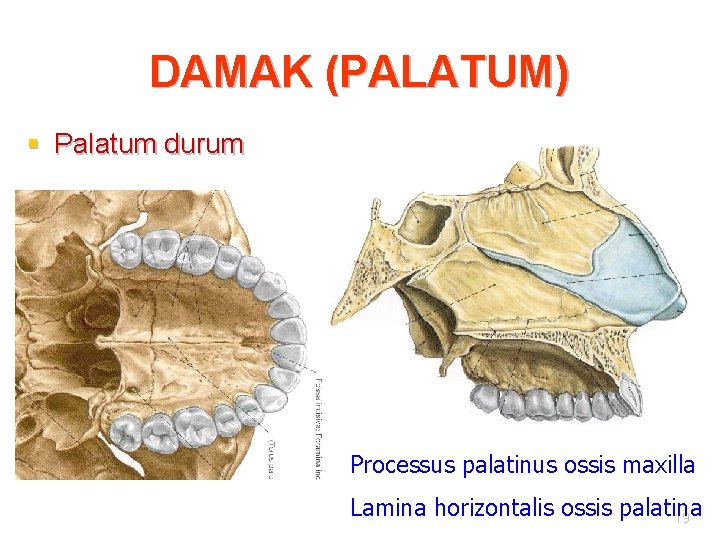 DAMAK (PALATUM) § Palatum durum Processus palatinus ossis maxilla Lamina horizontalis ossis palatina 19