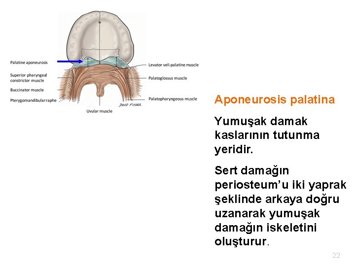 Aponeurosis palatina Yumuşak damak kaslarının tutunma yeridir. Sert damağın periosteum’u iki yaprak şeklinde arkaya