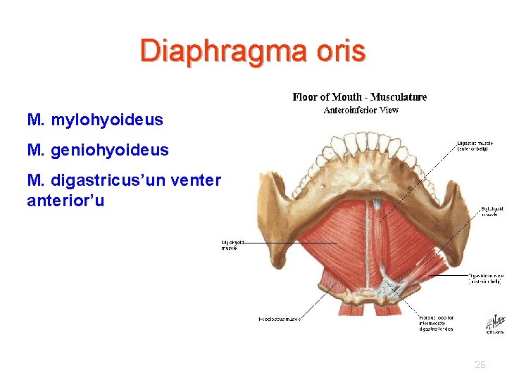 Diaphragma oris M. mylohyoideus M. geniohyoideus M. digastricus’un venter anterior’u 26 