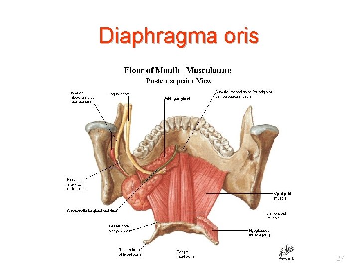 Diaphragma oris 27 