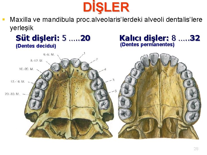 DİŞLER § Maxilla ve mandibula proc. alveolaris’lerdeki alveoli dentalis’lere yerleşik Süt dişleri: 5 ….