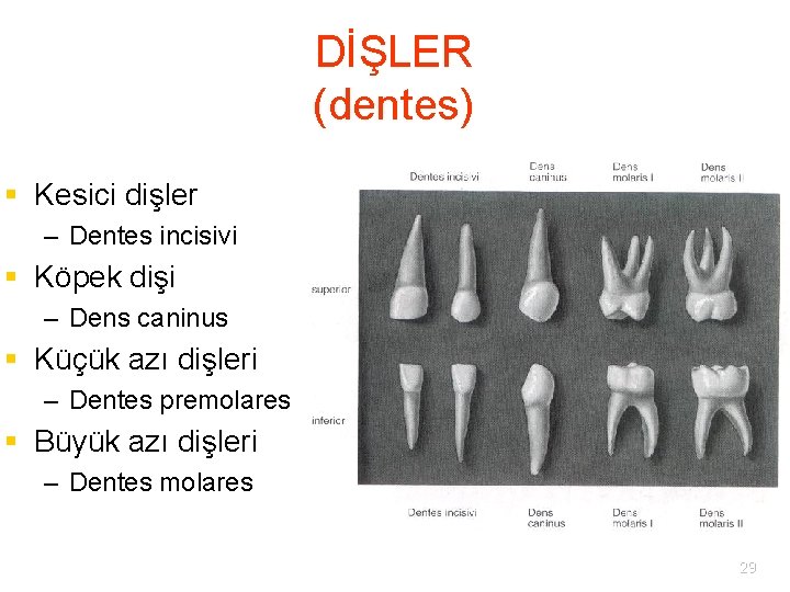 DİŞLER (dentes) § Kesici dişler – Dentes incisivi § Köpek dişi – Dens caninus
