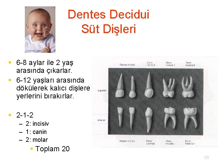Dentes Decidui Süt Dişleri § 6 -8 aylar ile 2 yaş arasında çıkarlar. §