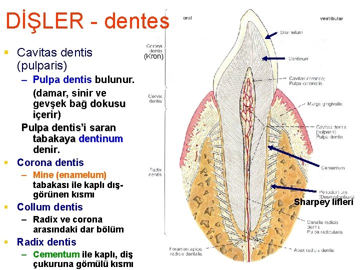 DİŞLER - dentes § Cavitas dentis (pulparis) (Kron) – Pulpa dentis bulunur. (damar, sinir