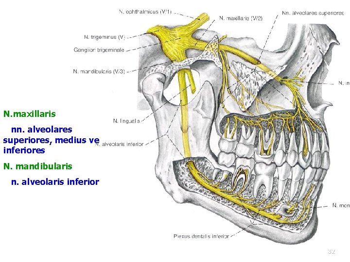 N. maxillaris nn. alveolares superiores, medius ve inferiores N. mandibularis n. alveolaris inferior 32
