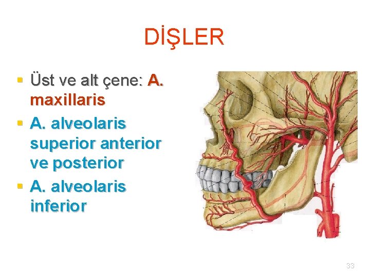 DİŞLER § Üst ve alt çene: A. maxillaris § A. alveolaris superior anterior ve