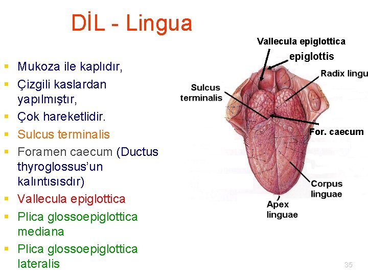 DİL - Lingua Vallecula epiglottica § Mukoza ile kaplıdır, § Çizgili kaslardan yapılmıştır, §