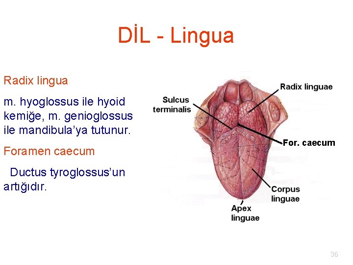 DİL - Lingua Radix lingua m. hyoglossus ile hyoid kemiğe, m. genioglossus ile mandibula’ya