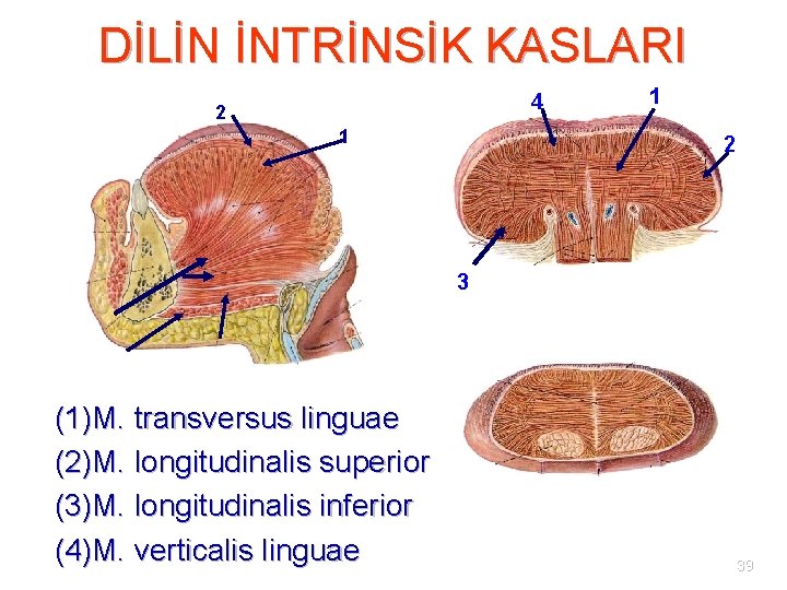 DİLİN İNTRİNSİK KASLARI 4 2 1 1 2 3 (1)M. transversus linguae (2)M. longitudinalis