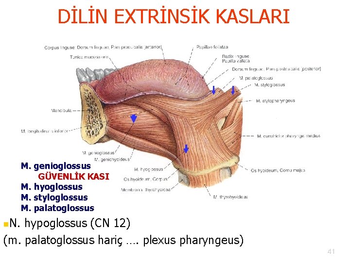 DİLİN EXTRİNSİK KASLARI M. genioglossus GÜVENLİK KASI M. hyoglossus M. styloglossus M. palatoglossus n.