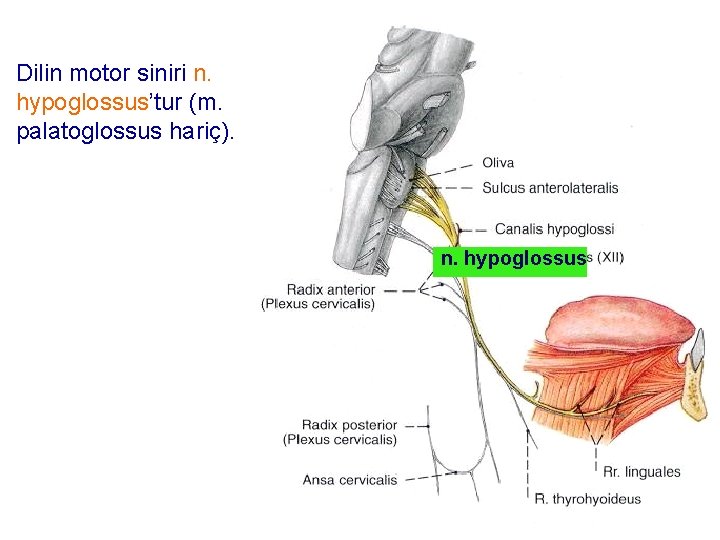 Dilin motor siniri n. hypoglossus’tur (m. palatoglossus hariç). n. hypoglossus 46 