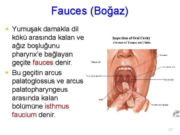 Fauces (Boğaz) § Yumuşak damakla dil kökü arasında kalan ve ağız boşluğunu pharynx’e bağlayan