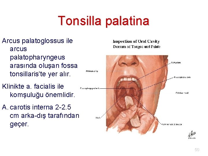 Tonsilla palatina Arcus palatoglossus ile arcus palatopharyngeus arasında oluşan fossa tonsillaris’te yer alır. Klinikte