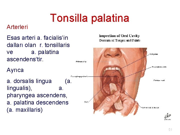 Arterleri Tonsilla palatina Esas arteri a. facialis’in dalları olan r. tonsillaris ve a. palatina