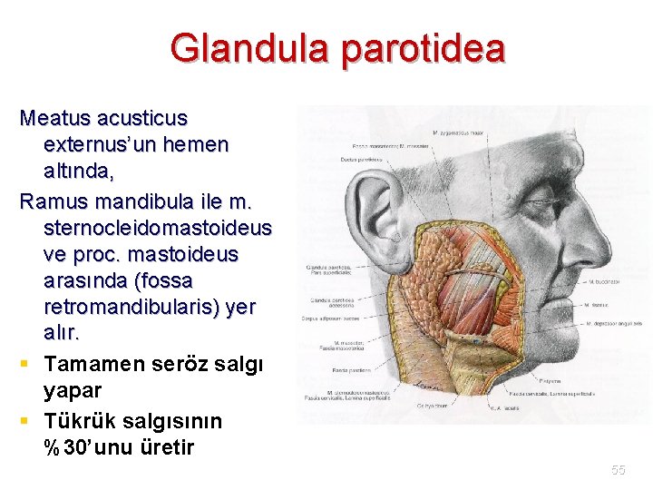 Glandula parotidea Meatus acusticus externus’un hemen altında, Ramus mandibula ile m. sternocleidomastoideus ve proc.