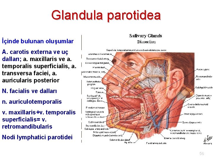 Glandula parotidea İçinde bulunan oluşumlar A. carotis externa ve uç dalları; a. maxillaris ve