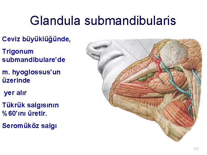 Glandula submandibularis Ceviz büyüklüğünde, Trigonum submandibulare’de m. hyoglossus’un üzerinde yer alır Tükrük salgısının %60’ını