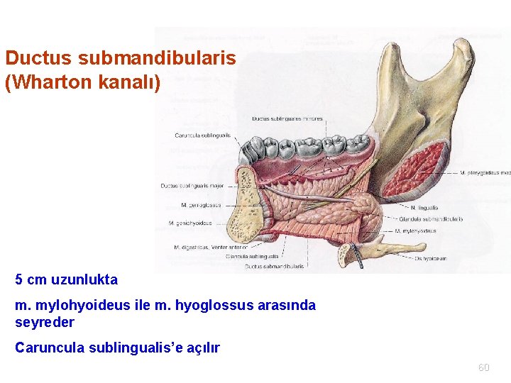 Ductus submandibularis (Wharton kanalı) 5 cm uzunlukta m. mylohyoideus ile m. hyoglossus arasında seyreder