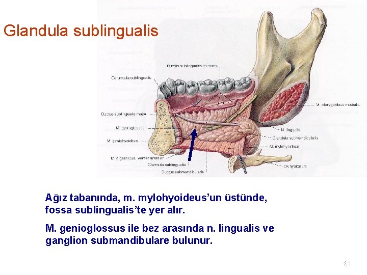 Glandula sublingualis Ağız tabanında, m. mylohyoideus’un üstünde, fossa sublingualis’te yer alır. M. genioglossus ile
