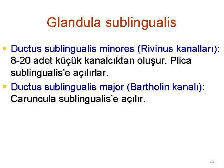 Glandula sublingualis § Ductus sublingualis minores (Rivinus kanalları): 8 -20 adet küçük kanalcıktan oluşur.