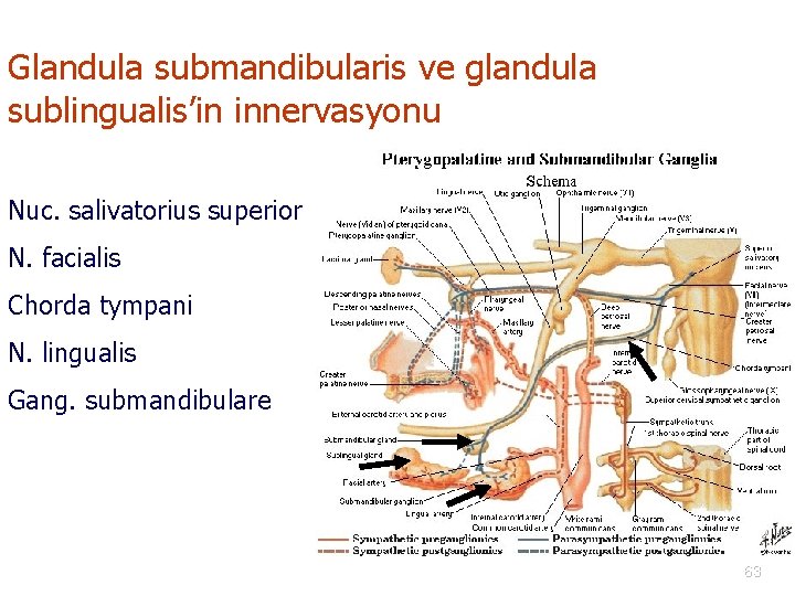 Glandula submandibularis ve glandula sublingualis’in innervasyonu Nuc. salivatorius superior N. facialis Chorda tympani N.