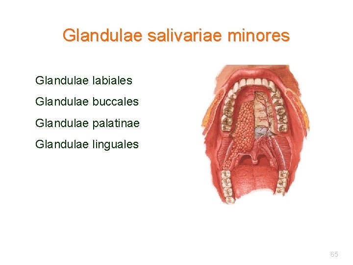 Glandulae salivariae minores Glandulae labiales Glandulae buccales Glandulae palatinae Glandulae linguales 65 