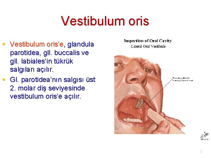 Vestibulum oris § Vestibulum oris’e, glandula parotidea, gll. buccalis ve gll. labiales’in tükrük salgıları