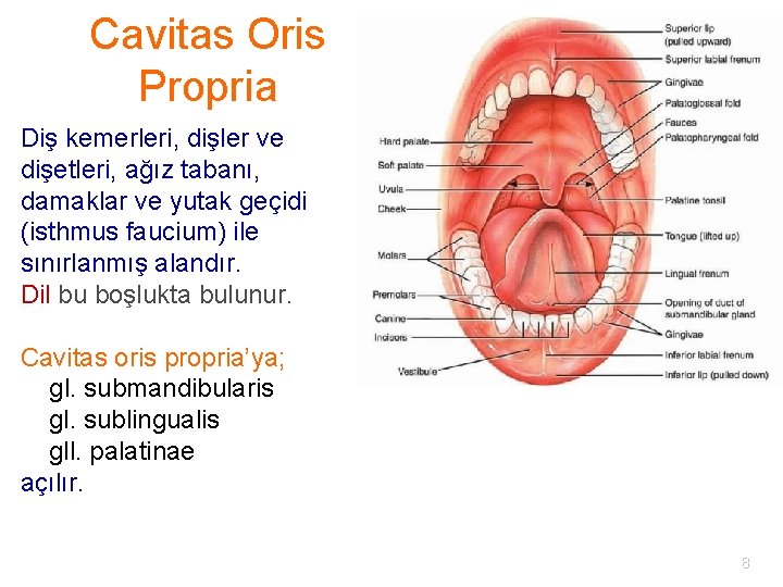 Cavitas Oris Propria Diş kemerleri, dişler ve dişetleri, ağız tabanı, damaklar ve yutak geçidi