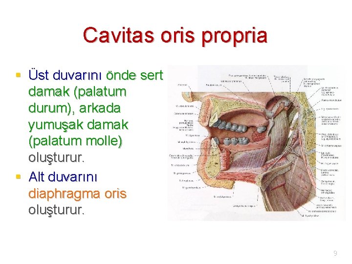 Cavitas oris propria § Üst duvarını önde sert damak (palatum durum), arkada yumuşak damak