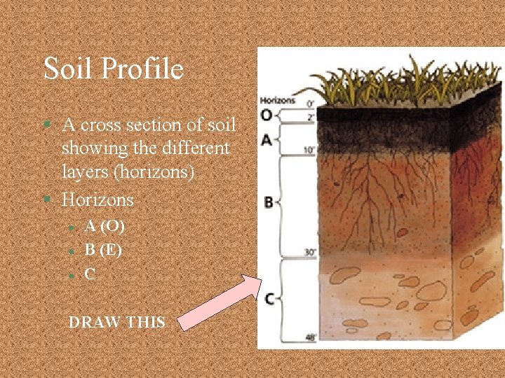 Soil Profile § A cross section of soil showing the different layers (horizons) §