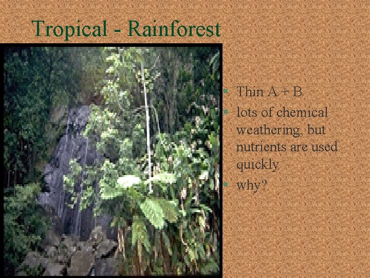 Tropical - Rainforest § Thin A + B § lots of chemical weathering, but