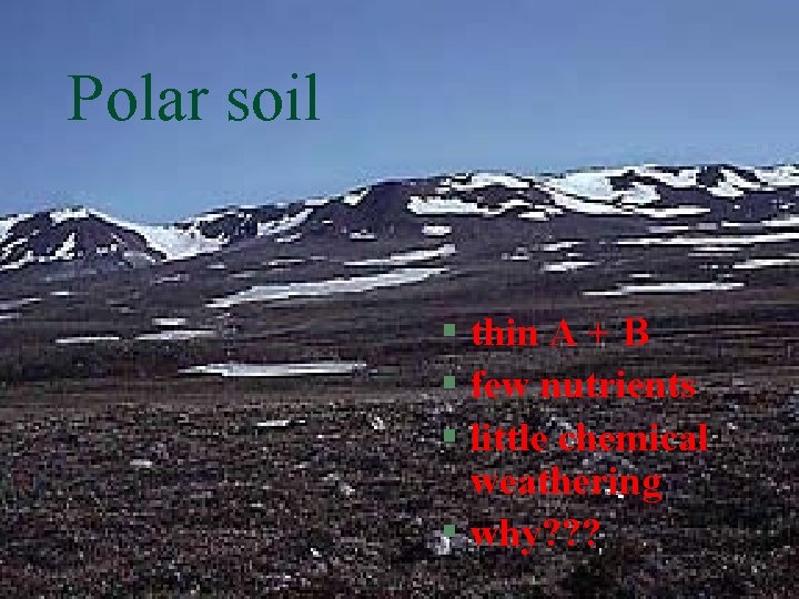 Polar soil § thin A + B § few nutrients § little chemical weathering