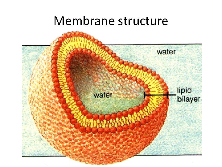 Membrane structure Membrane structure