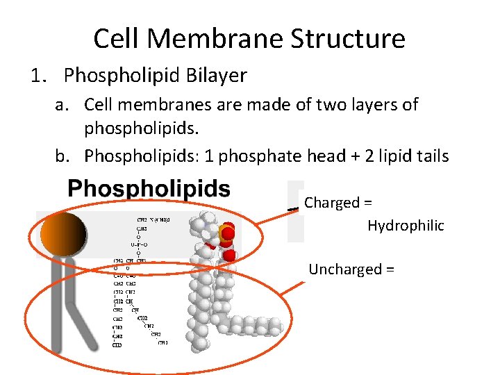 Cell Membrane Structure 1. Phospholipid Bilayer a. Cell membranes are made of two layers Cell Membrane Structure 1. Phospholipid Bilayer a. Cell membranes are made of two layers